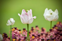 Spring flower