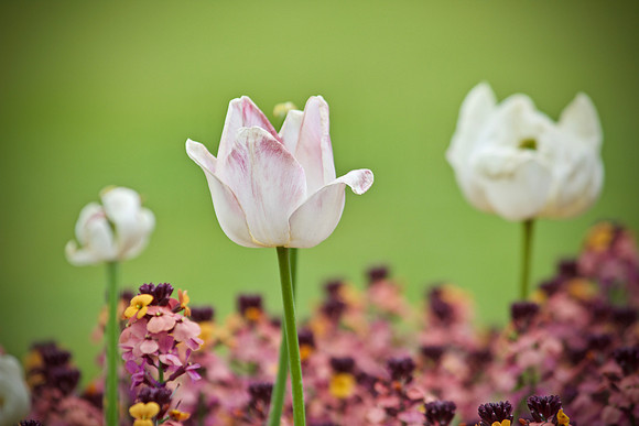 Spring flower